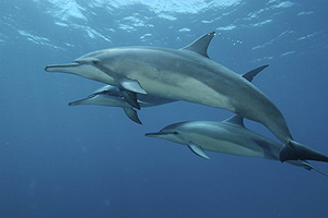 Mergulho com golfinhos